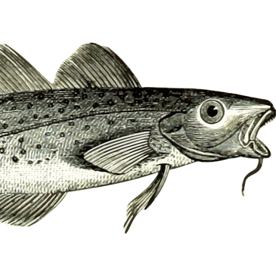 Illustration af en torsk