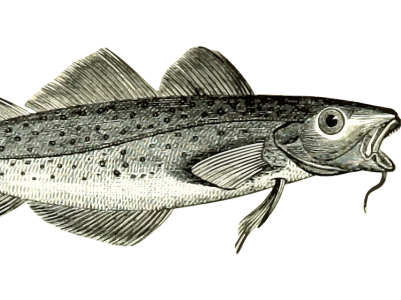 Illustration af en torsk