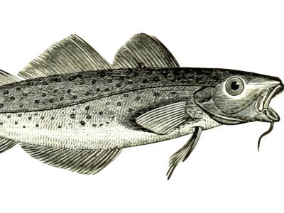 Illustration af en torsk